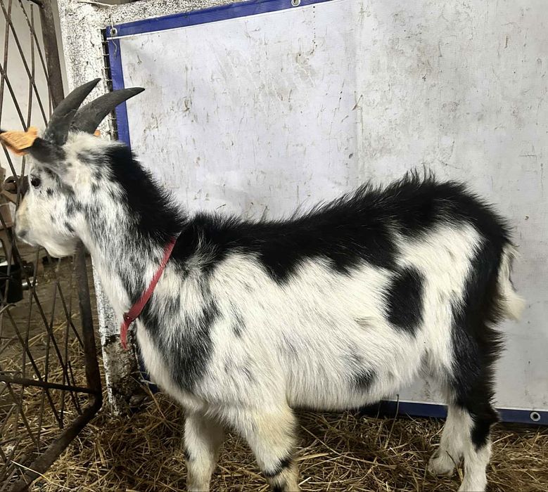 Capek z lipca 2025 zarejestrowany