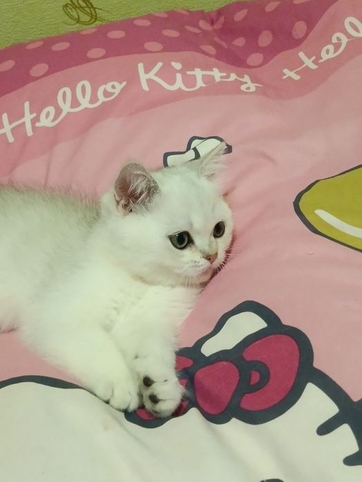 Красунчик чекає нову сім'ю