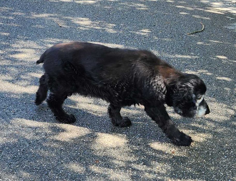 Zaginął stary pies rasy cocker spaniel - Małopolska, Bolechowice