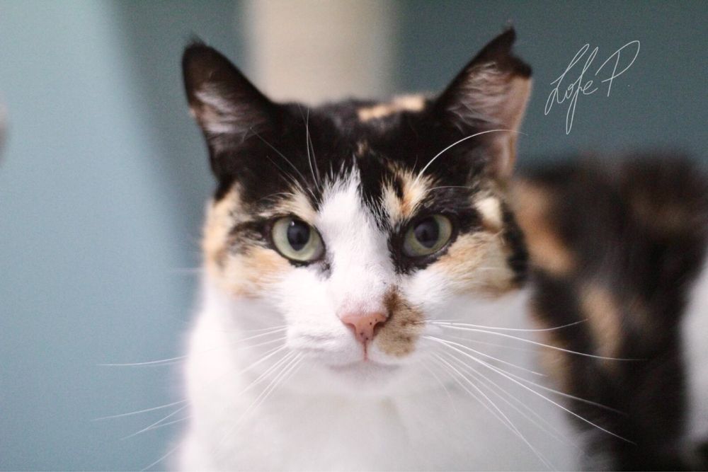 Kochana, niezwykle delikatna i spokojna Tonya PILNIE szuka domu!