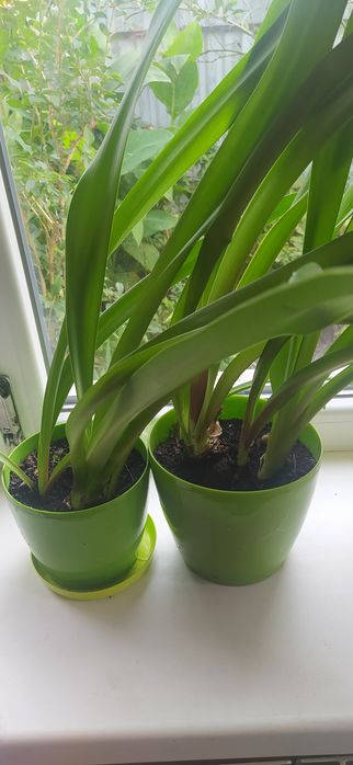 Гіпеаструм/амараліс