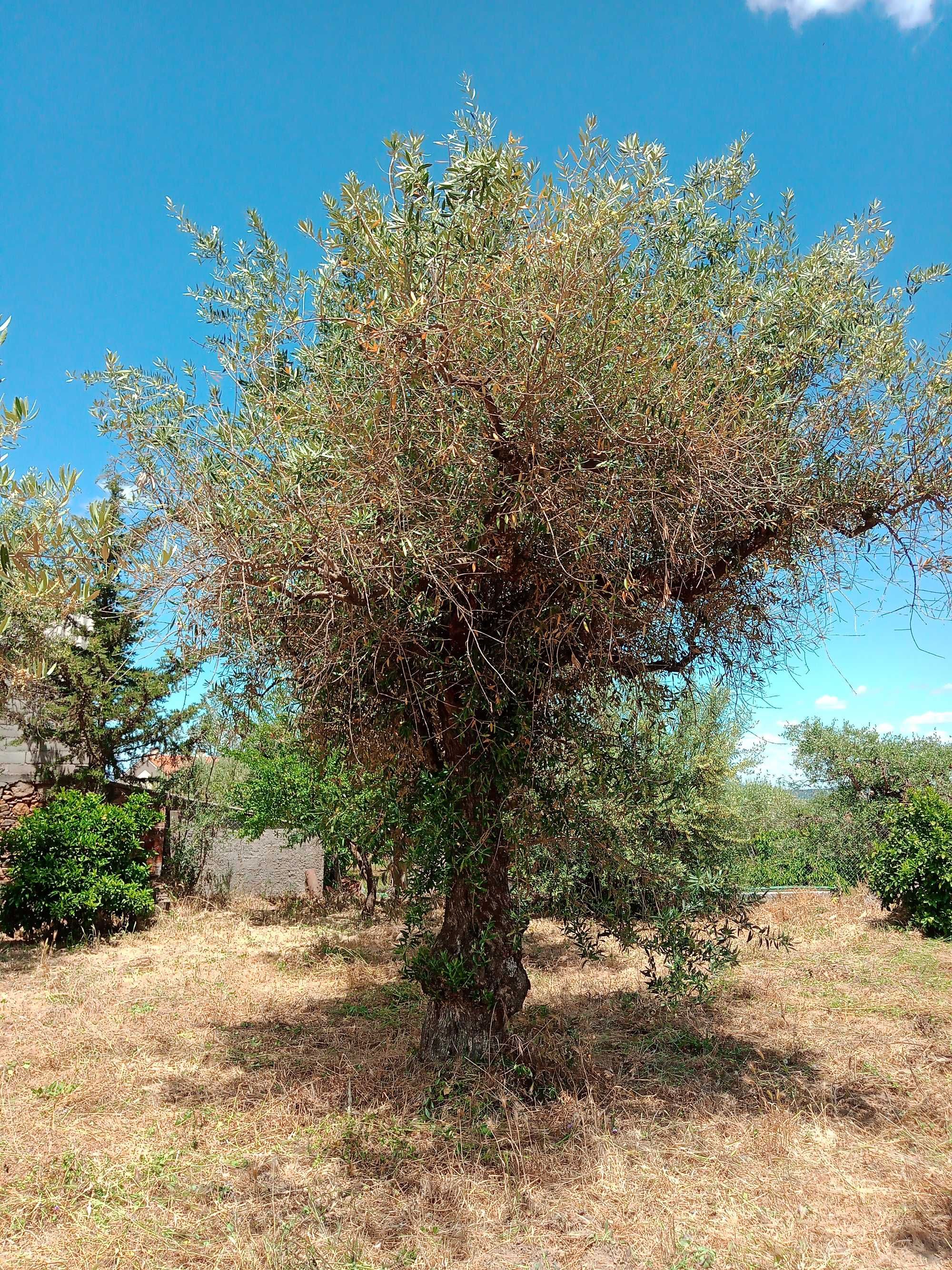 Oliveiras velhas para venda