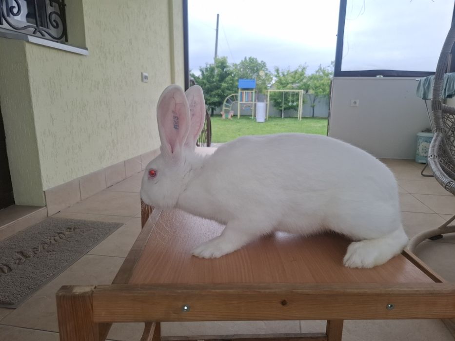 Термондська біла,термон (чеська селекція)