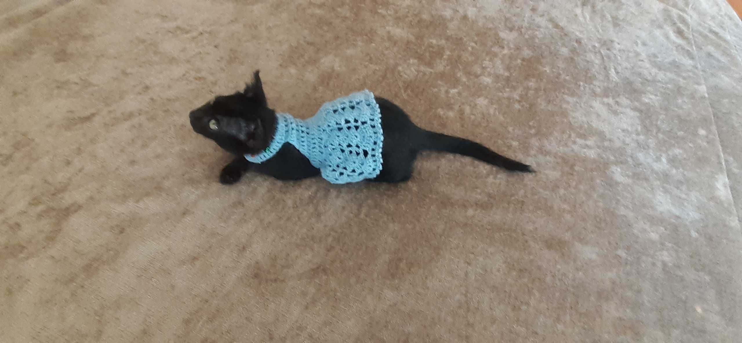 Roupa em tricot para gatos e caes