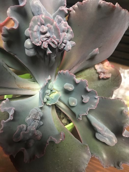 Суккулент Echeveria Ragamuffin ечеверія Рагамафін двуголова