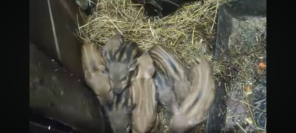 Реалізуємо маленьких поросят породи Кармал.. та.вівців