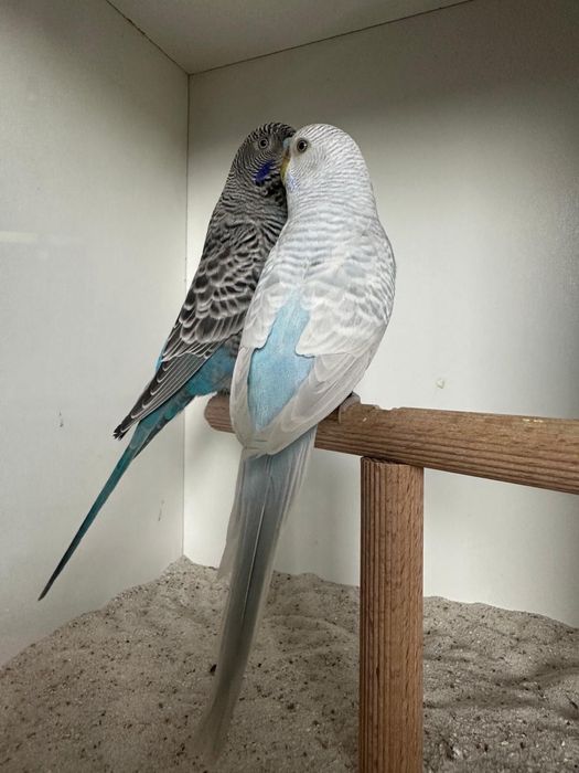 Casais de periquitos black face puro e portador