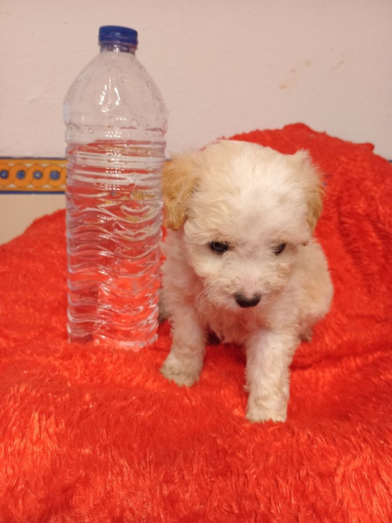 Magnífico Macho Shihtzu