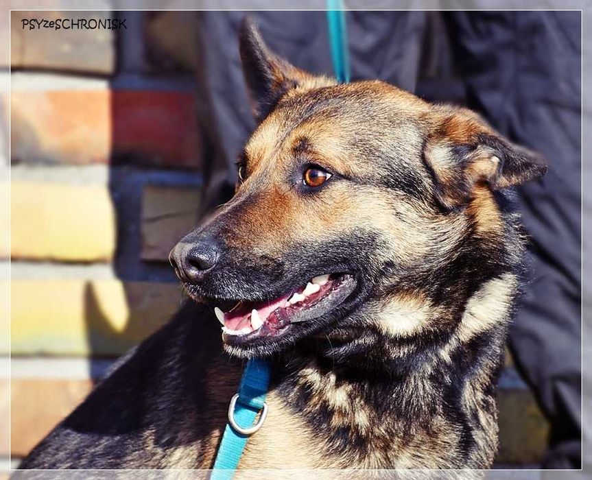 Morgi - pozwól mi kochać i być kochanym