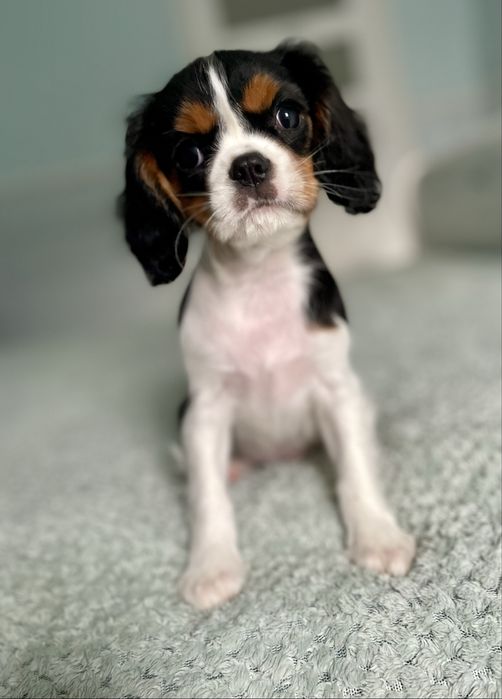 Cavalier king charles spaniel/ samiec