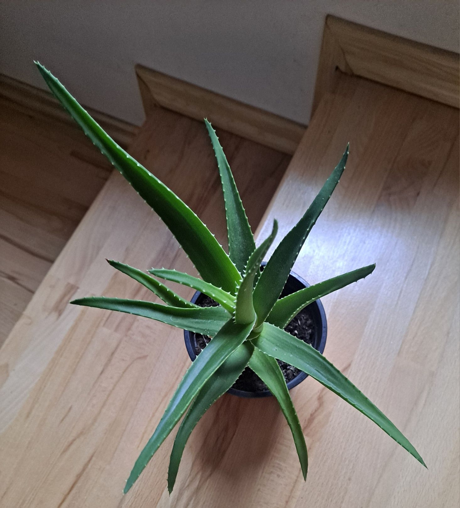 Sprzedam aloes leczniczy