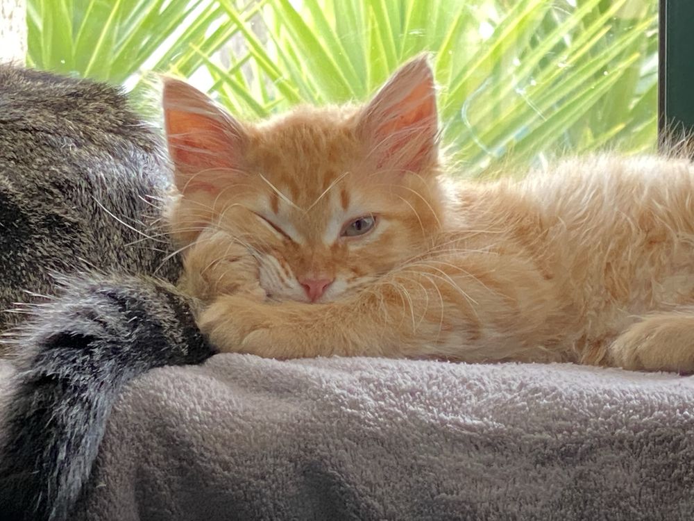 Pet sitting passeio/tratamento caes gatos
