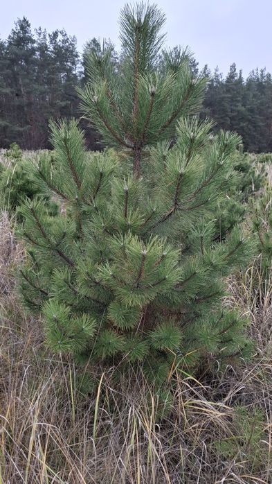 Новорічна Кримська Сосна (Кримка) ОПТ/РОЗДРІБ