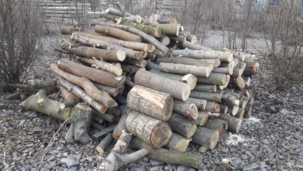 Клен, тополь ясен вишня ябоуня абрикос