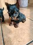 Yorkshire Terrier
