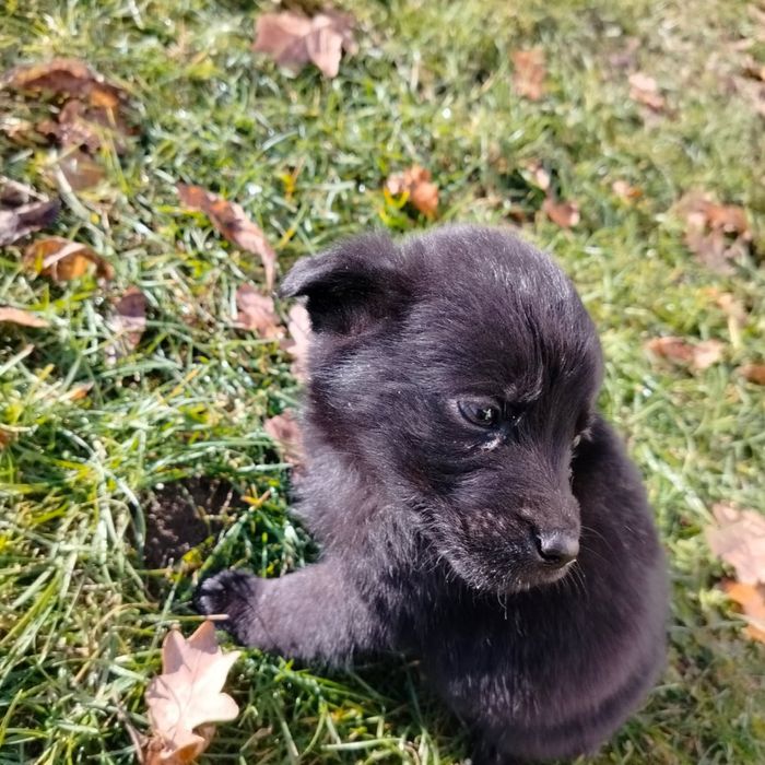 Pieski do oddania za darmo.