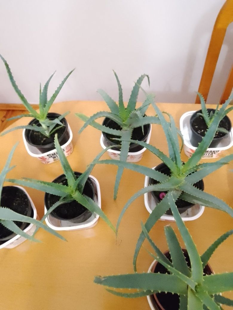 aloes drzewiasty