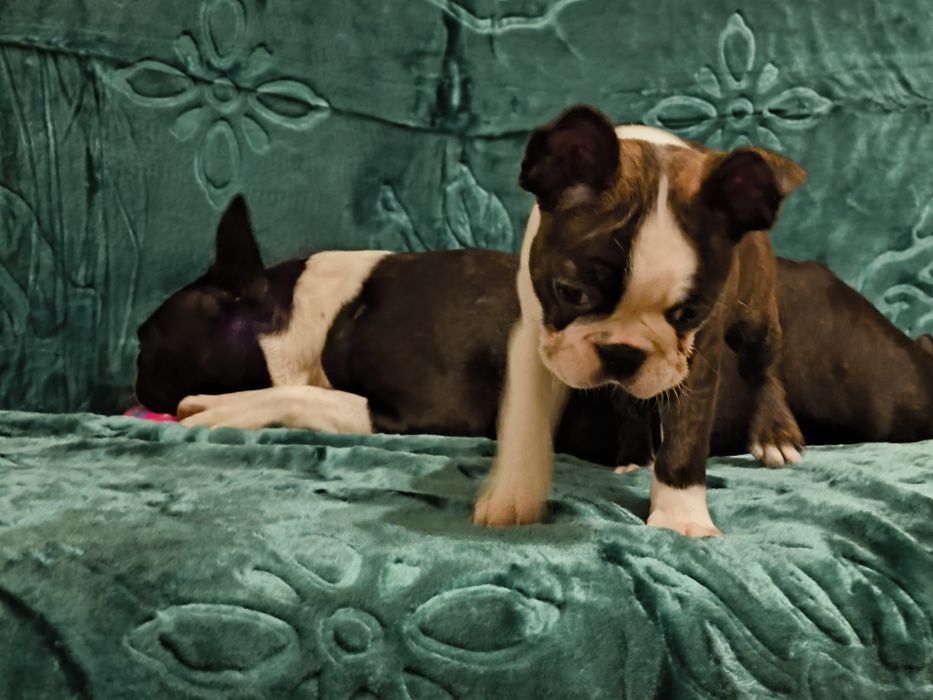 Boston Terrier śliczna suczka ZKwP/FCI