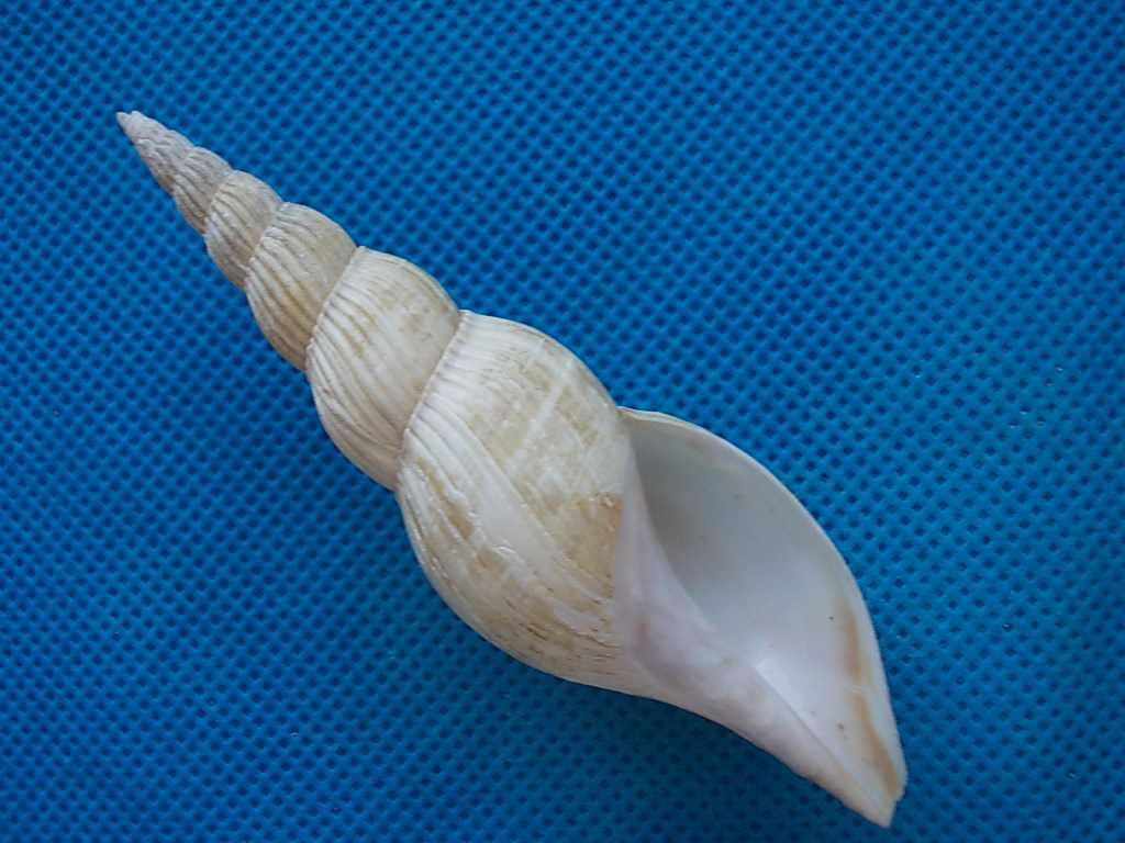 Muszle morskie- Calliotectum tibiaeforme tibiaeforme