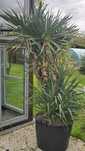 Juka yucca gloriosa