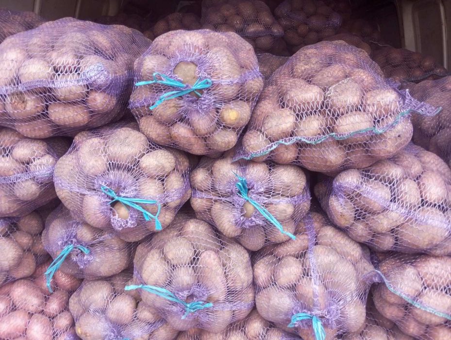Продам домашню картоплю Гранада,Королева Анна,Цибулю,Капусту