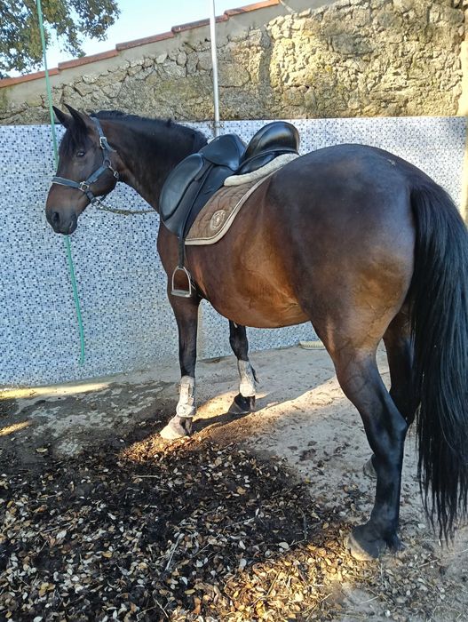 Égua com 170m montada e engatada