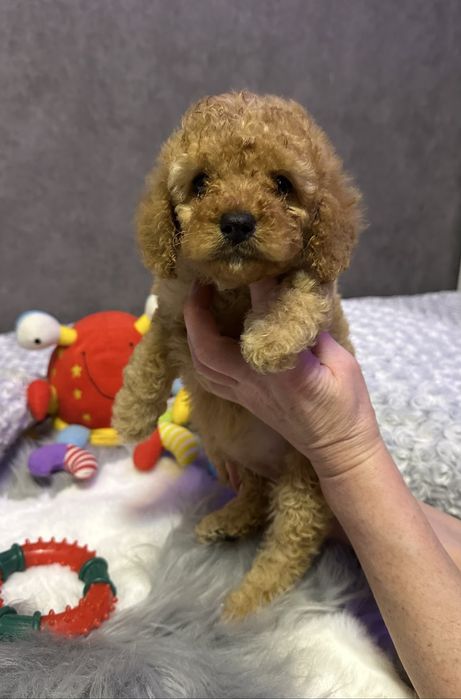 Детки пуделя,красотуны!