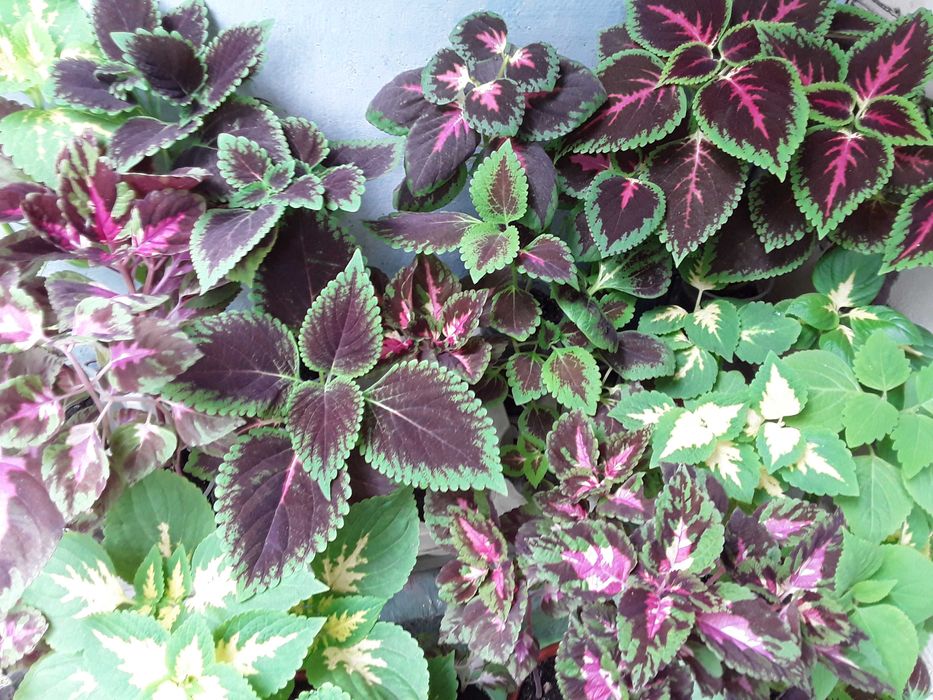 Колеус . Свіжі паростки. Кімнатна рослина.