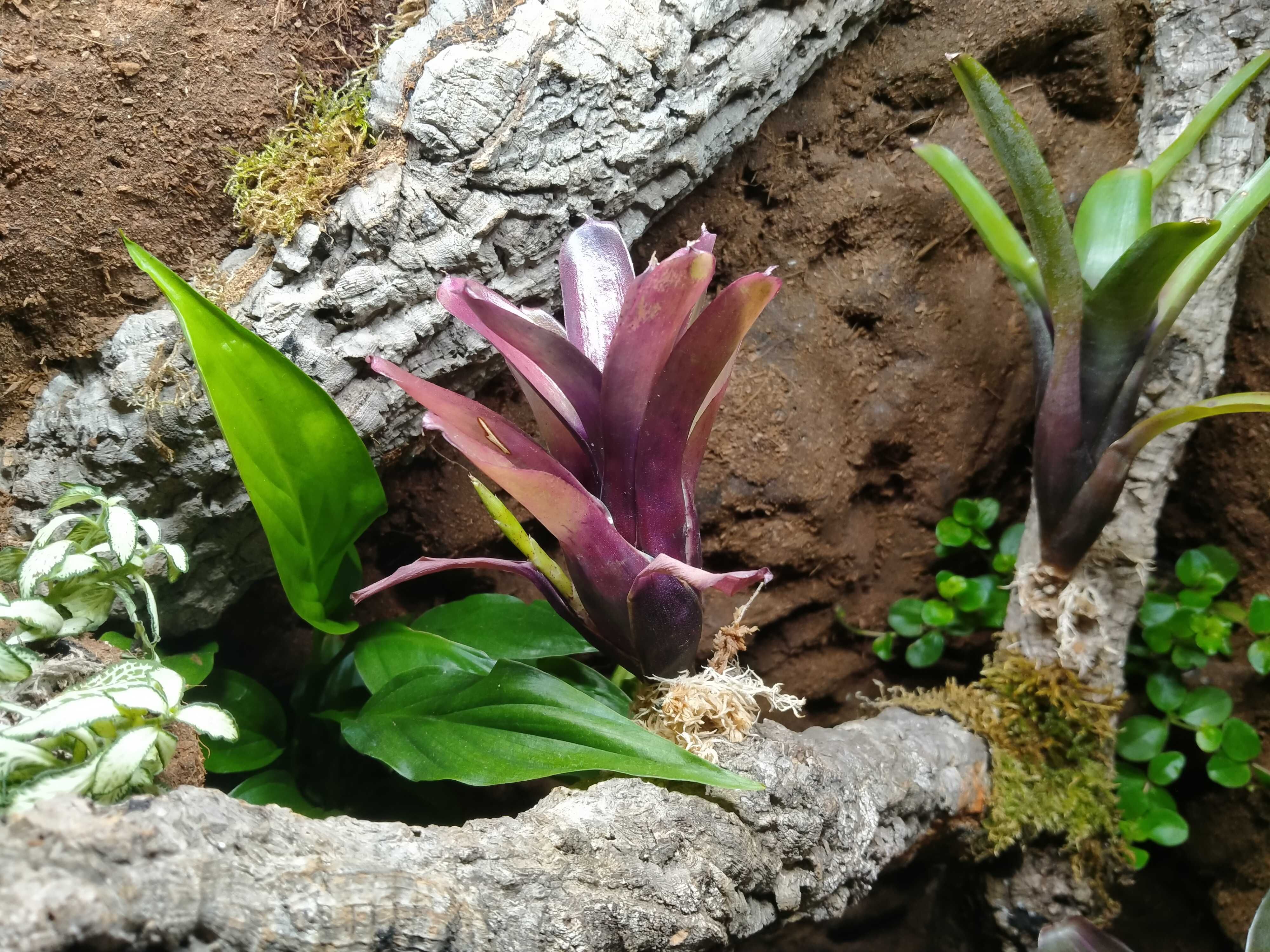 Wyjątkowe terrarium z witryny Fabrikör IKEA