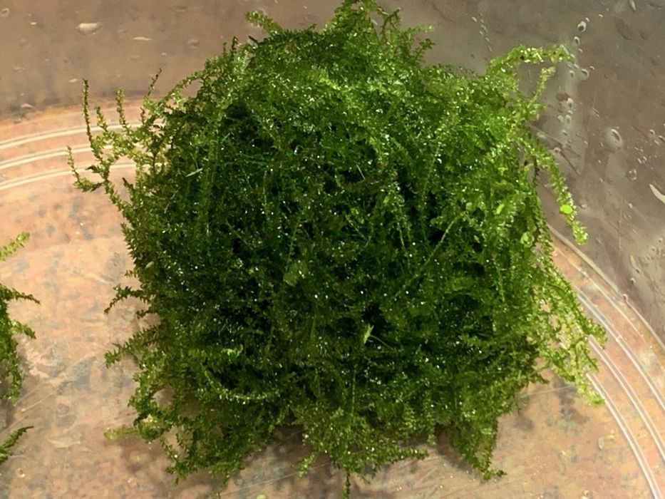 Яванський мох, акваріумний мох, акваріумні рослини