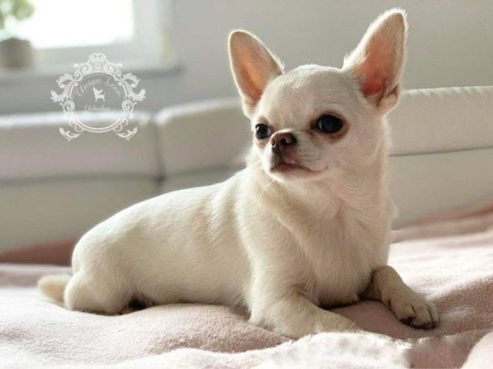 Chihuahua piesek krotkowlosy zkwp/fci