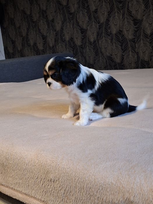 Cavalier wesoły piesek