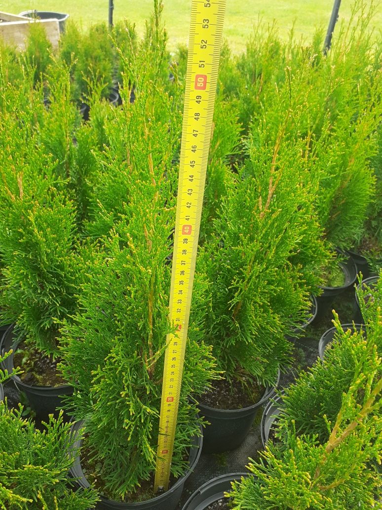 Tuja Szmaragd 50-60 cm w doniczkach 2,5 l