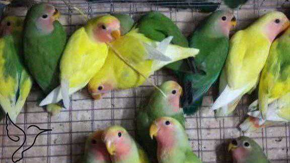 Домашние неразлучники волнистые попугаи