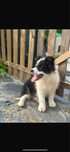 Cachorrinha Border Collie