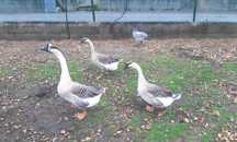 Patos Gansos femeas e machos