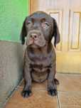Suczka labrador retriever