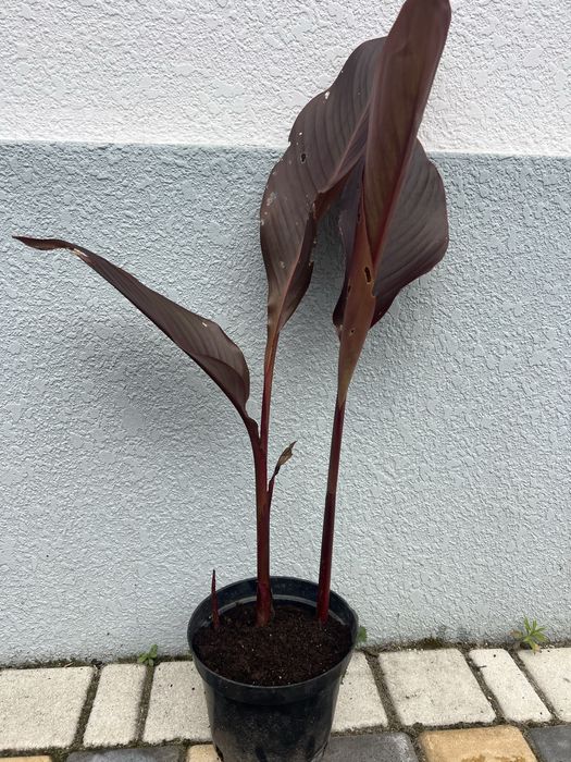 Канна Індійська, Canna Indica