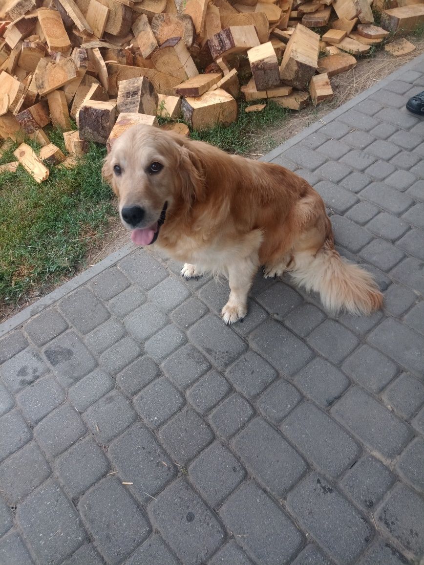 Golden retriever szczeniaki