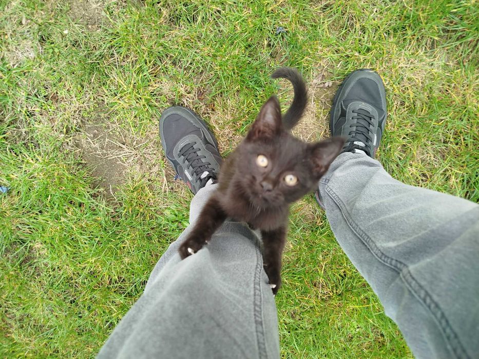 Czarna kotka do odopcji