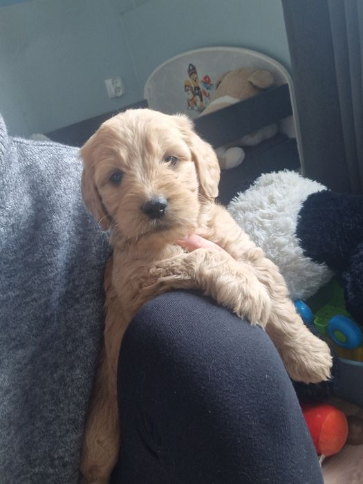 Goldendoodle cudna sunia