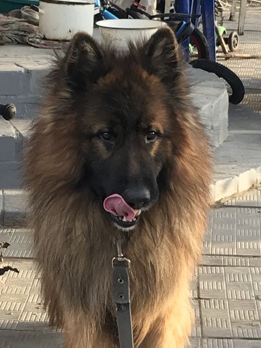 Вязка кабель немецкой овчарки