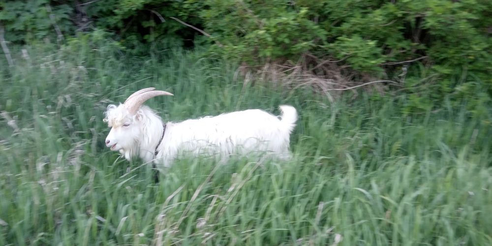 Козы на содержание