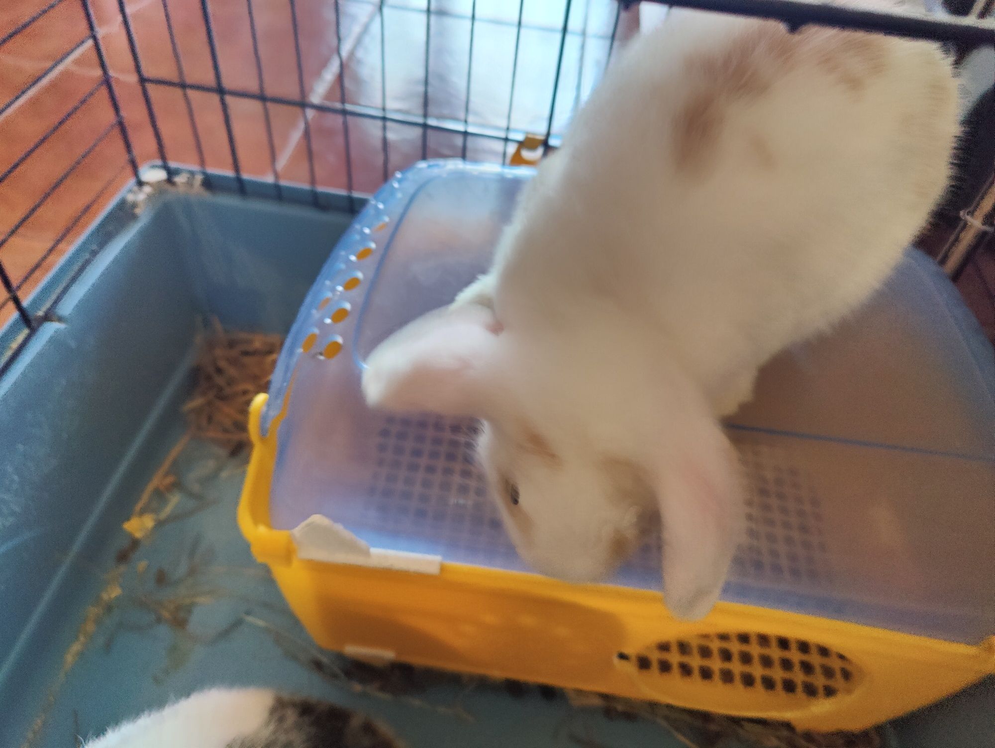Coelhos bebe billier