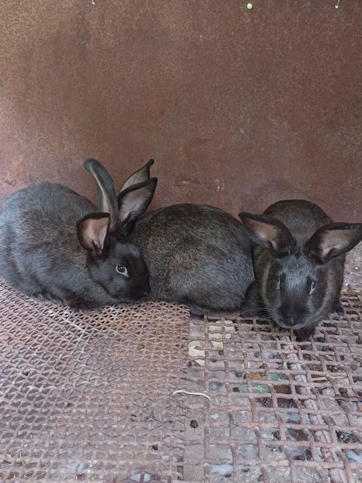 Продамо кроликів