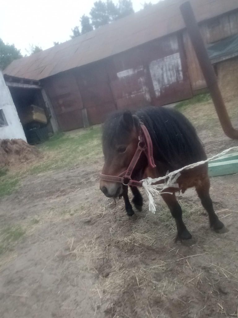 Sprzedam Kucyk Klacz