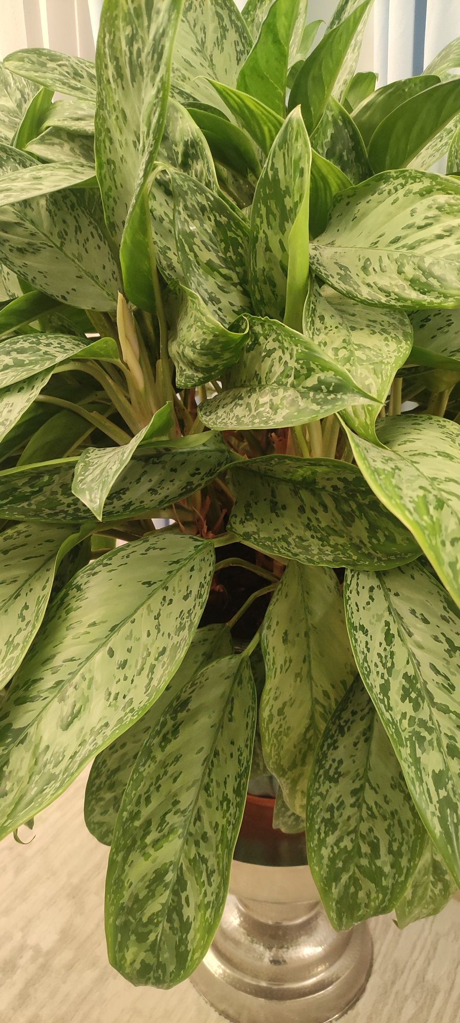 Roślina doniczkowa Aglaonema  Peacock wys 100 cm