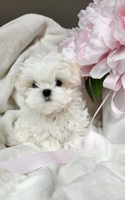 Sliczny maltanczyk uroda laleczki geny korea rod ZKwP FCI