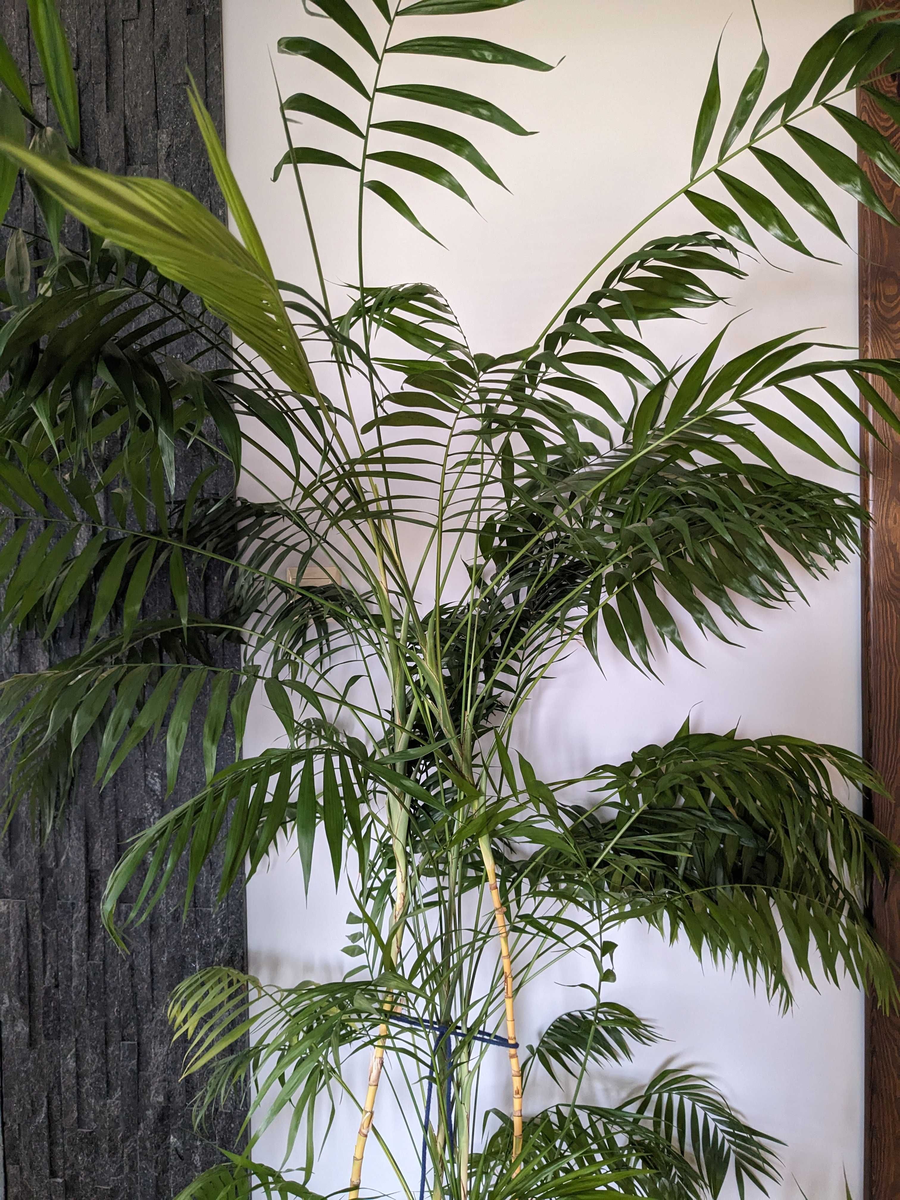 Palma Areka (Areca Dypsis) - wys. 250 cm