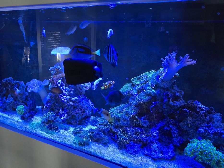 Peixinhos de agua salgada, nemos doriys etc